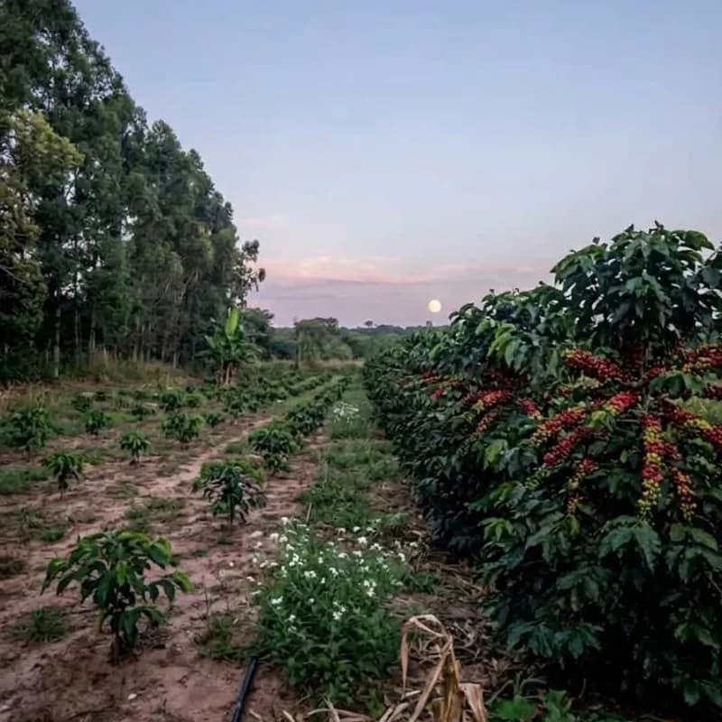 Em prol do leor